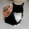 catscanbewizard